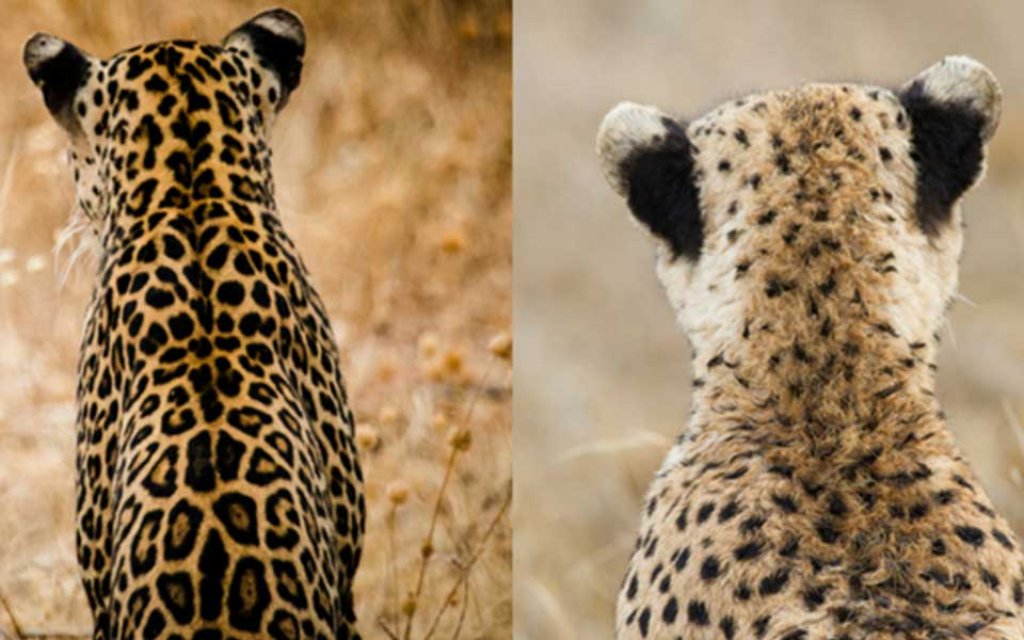 cheetah printing vs leopard printing which one better