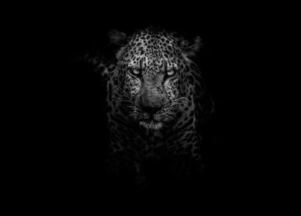 cheetah printing vs leopard printing